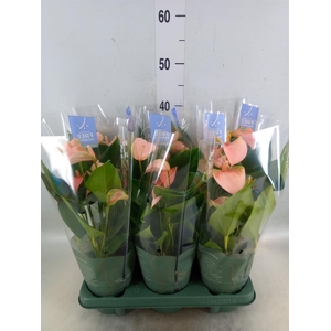 Anthurium andr. 'Joli Peach'