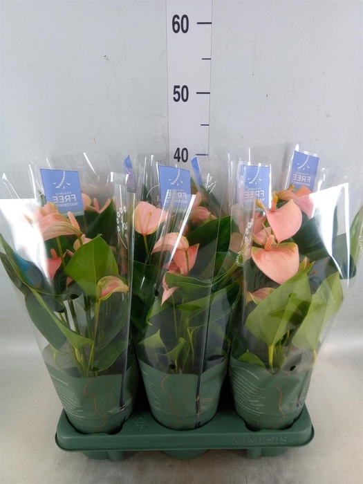 <h4>Anthurium andr. 'Joli Peach'</h4>