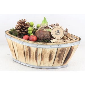 arr4 Amaryllis PL - Hout kano 338/4