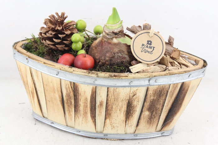 <h4>arr4 Amaryllis PL - Hout kano 338/4</h4>