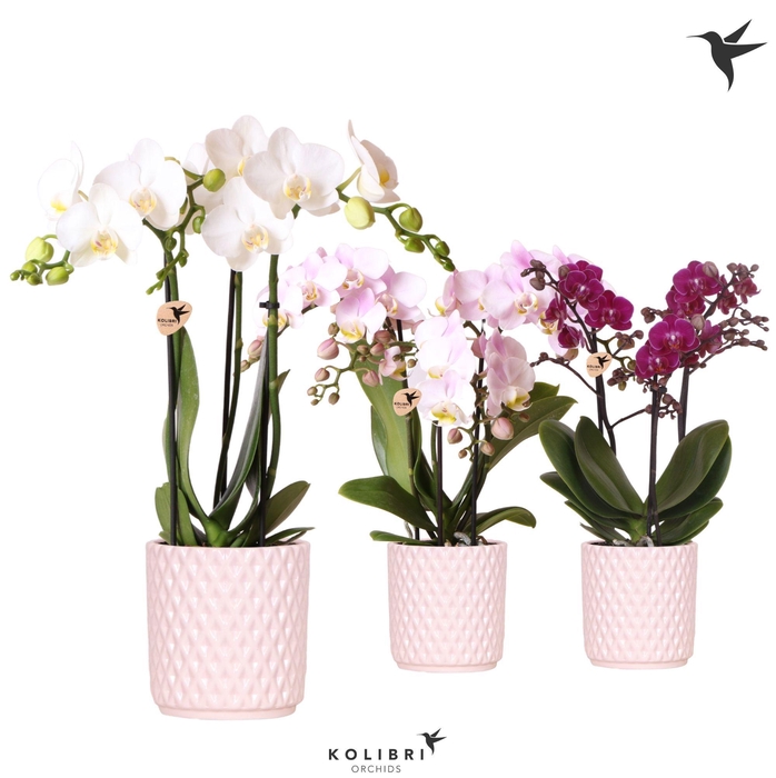 <h4>Kolibri Orchids Phalaenopsis mix 3 spike in Diamond pot Nude</h4>