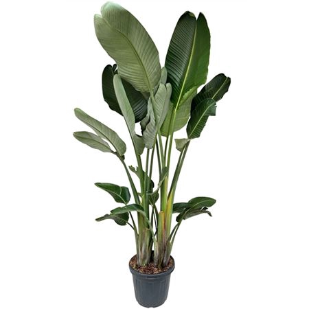 <h4>Strelitzia Nicolai P40 3/4pp</h4>