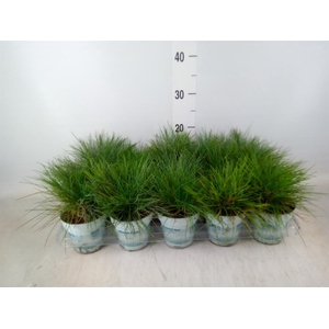 Festuca glauca 'Compacta Blue'
