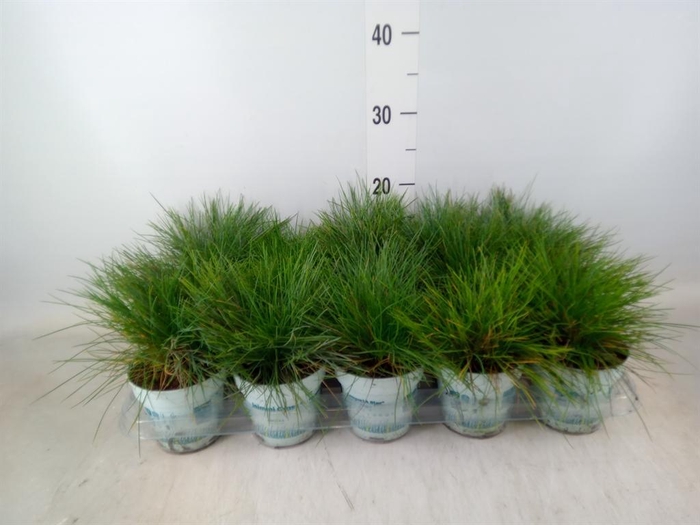 <h4>Festuca glauca 'Compacta Blue'</h4>