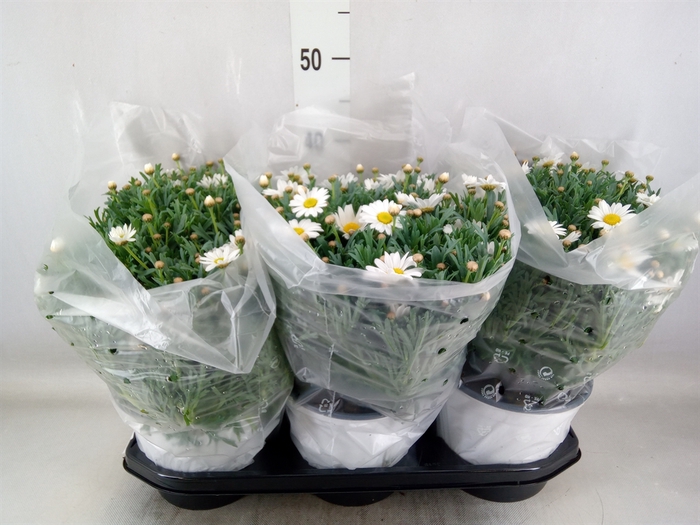 <h4>Argyranthemum  'Stella 2000'</h4>