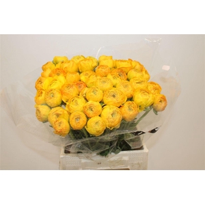 Ran Cloni Ex Sunrise