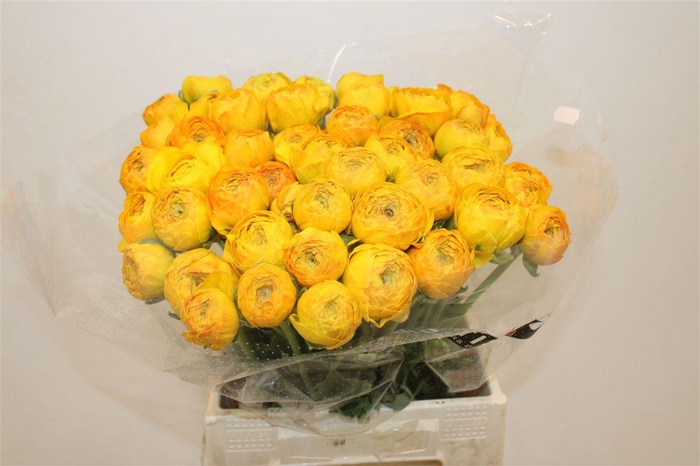 <h4>Ran Cloni Ex Sunrise</h4>