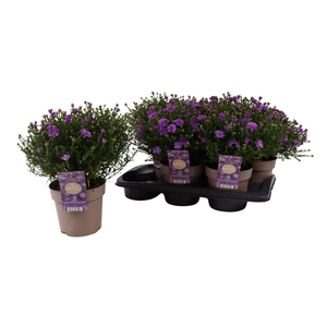 ASTER D AL PURPLE RO