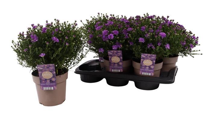 <h4>ASTER D AL PURPLE RO</h4>