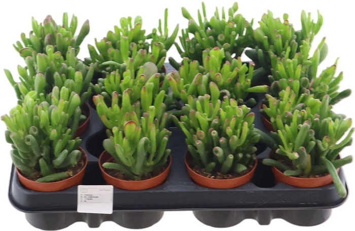 <h4>Crass Hobbit</h4>