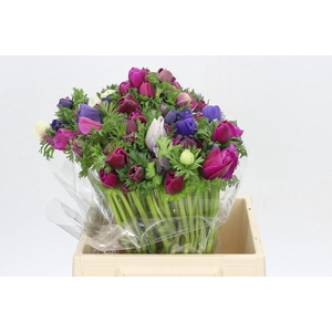 Anemone Mistral Plus Rainbow Mix