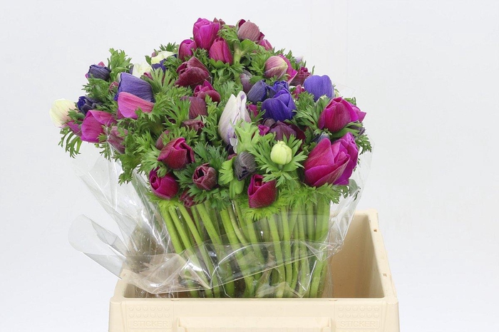 <h4>Anemone Mistral Plus Rainbow Mix</h4>