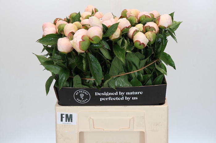 Paeonia Festiva Maxima