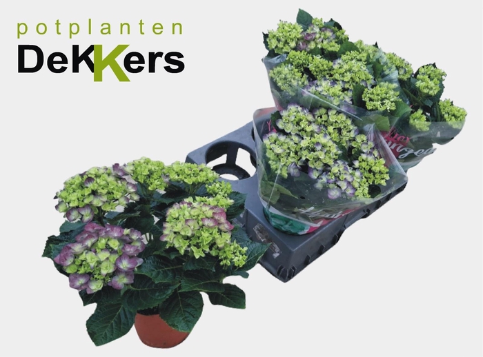 <h4>HYDR M HI RIVER</h4>