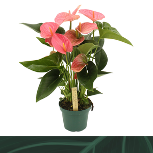Anthurium Melito 14cm
