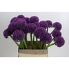 Allium Grootbloemig