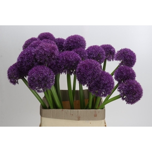 Allium Grootbloemig