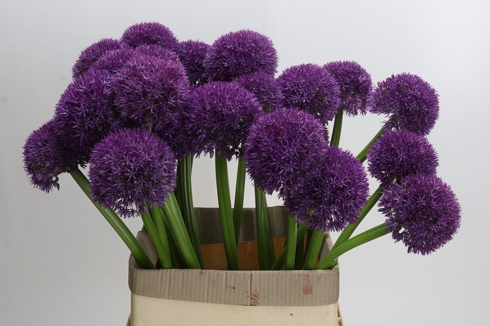 <h4>Allium Grootbloemig</h4>