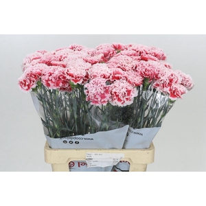 Dianthus St Hugo