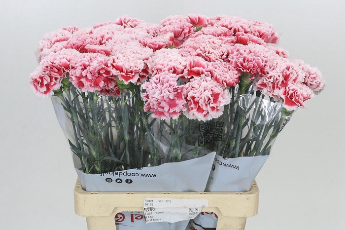 <h4>Dianthus St Hugo</h4>