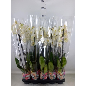 Phalaenopsis   ...white