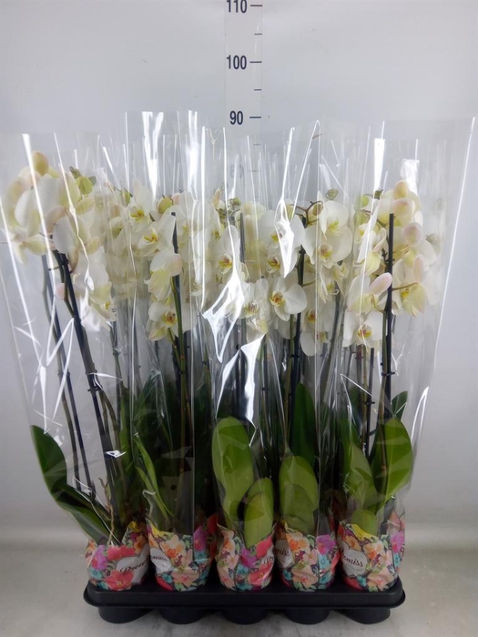 <h4>Phalaenopsis   ...white</h4>