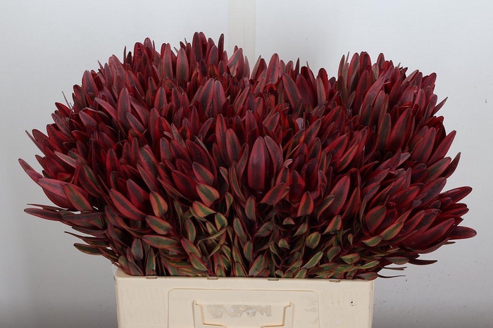 <h4>Leucad Jester</h4>