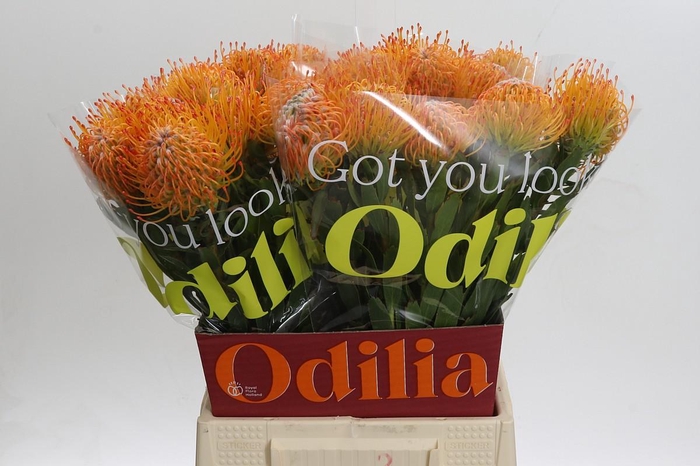 <h4>Nutans Ayoba Sun</h4>