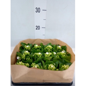 Kalanchoe blos.   ..