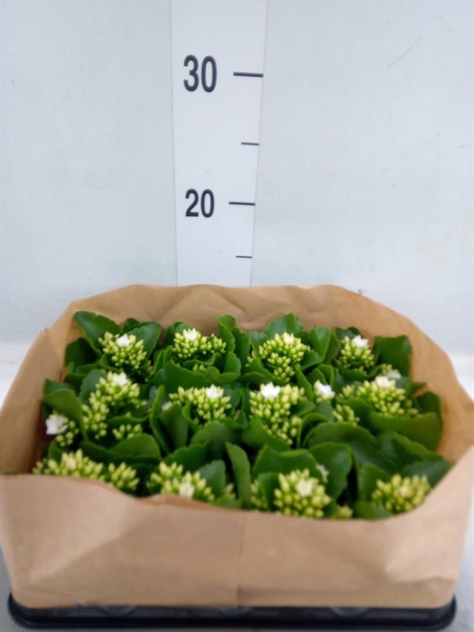 <h4>Kalanchoe blos.   ..</h4>
