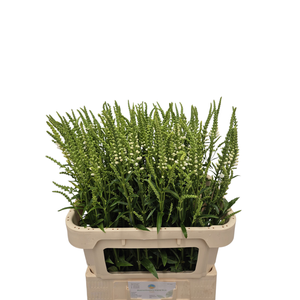 PHYSO VIRGINIANA OV
