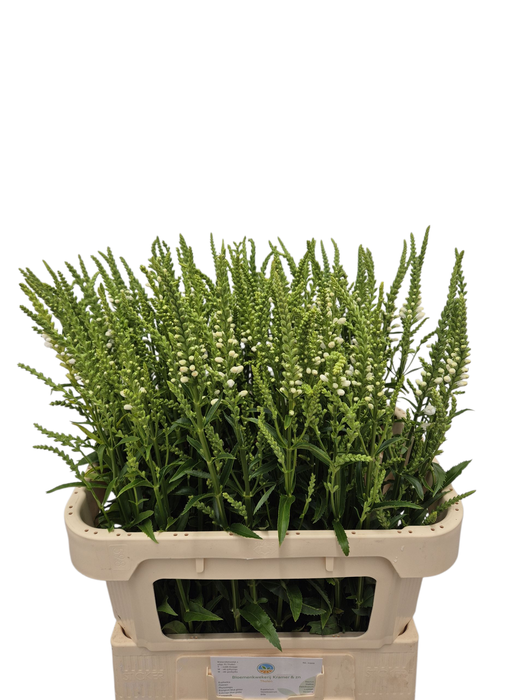 <h4>PHYSO VIRGINIANA OV</h4>