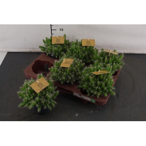 C Hylocereus 10.5 Cm. P. Undatus