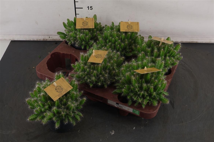 <h4>C Hylocereus 10.5 Cm. P. Undatus</h4>