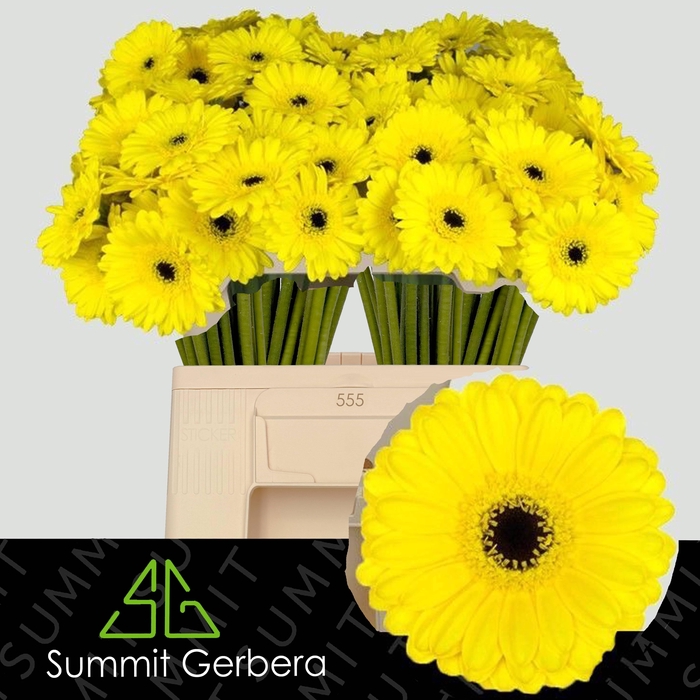 <h4>GE MI PACMAN</h4>