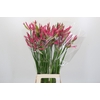 Nerine Pink Spunky