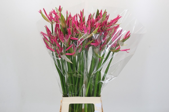 Nerine Pink Spunky