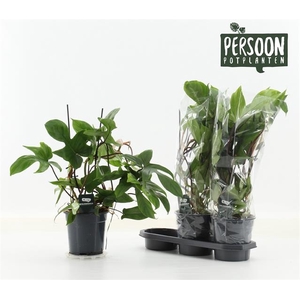 Philodendron Green Beauty 19Ø 45cm