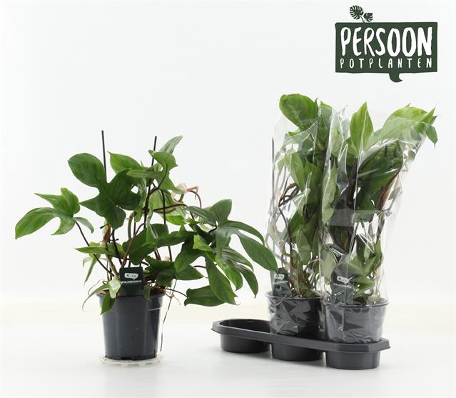 Philodendron Green Beauty 19Ø 45cm