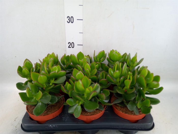 <h4>Crassula  'Hulk'</h4>