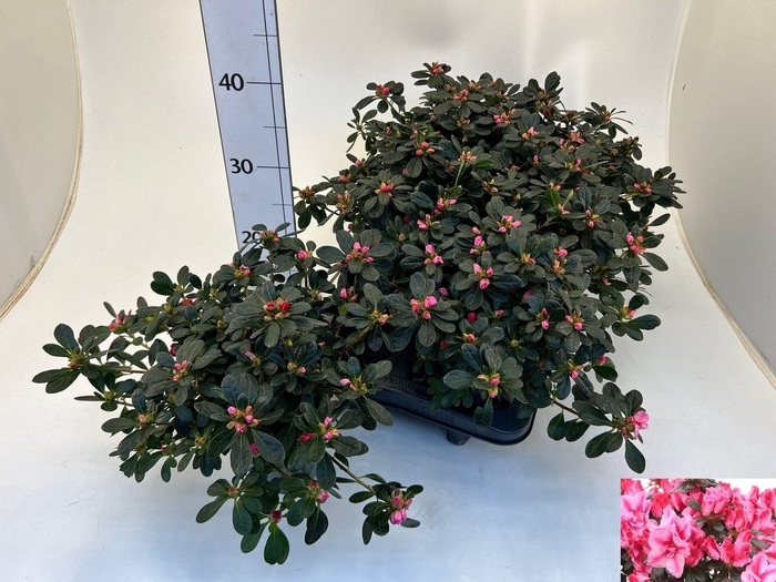 <h4>RHODO SI FRIEDHELM</h4>