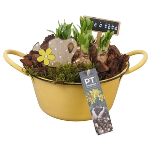 Arr.  Narcissus Tete Tete L%