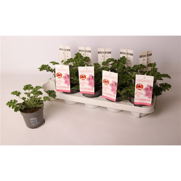 <h4>Pelargonium 'Pink Capitatum' Anti-Mosquito</h4>