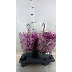 Tradescantia zebr. 'Pink Paradise'