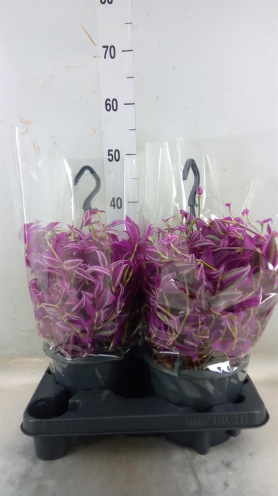 <h4>Tradescantia zebr. 'Pink Paradise'</h4>