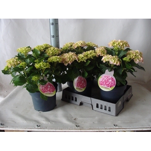 Hydrangea mac.   ...