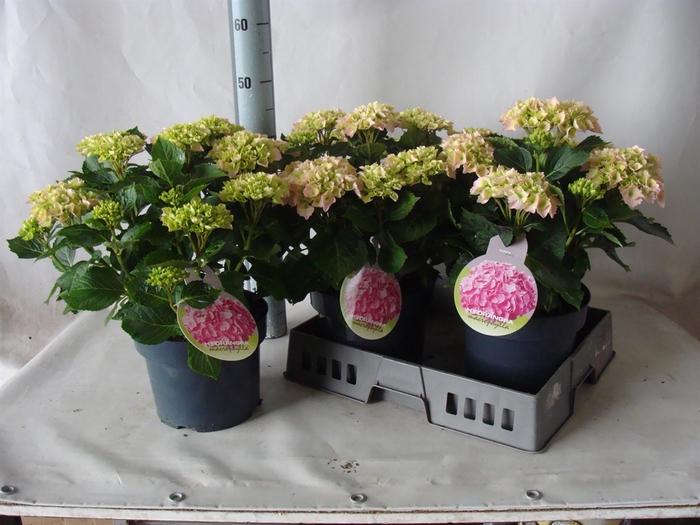 <h4>Hydrangea mac.   ...</h4>