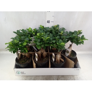 Ficus microcarpa 'Ginseng'