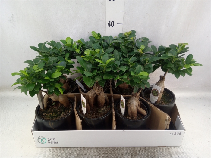 Ficus microcarpa 'Ginseng'