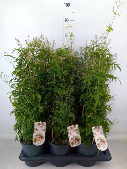 <h4>Jasminum polyanthum</h4>